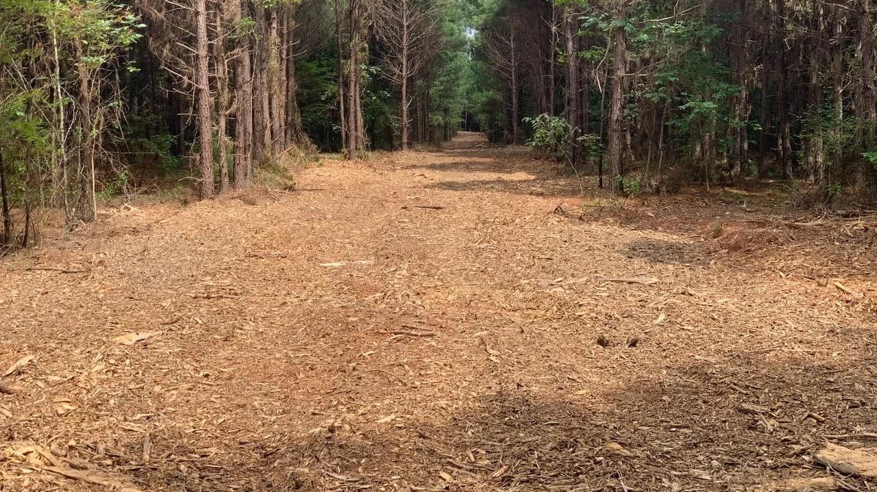 Bowie County Texas land with pine and hardwood timber