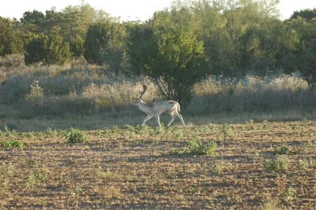 446 acre hunting land in Stonewall County, Texas
