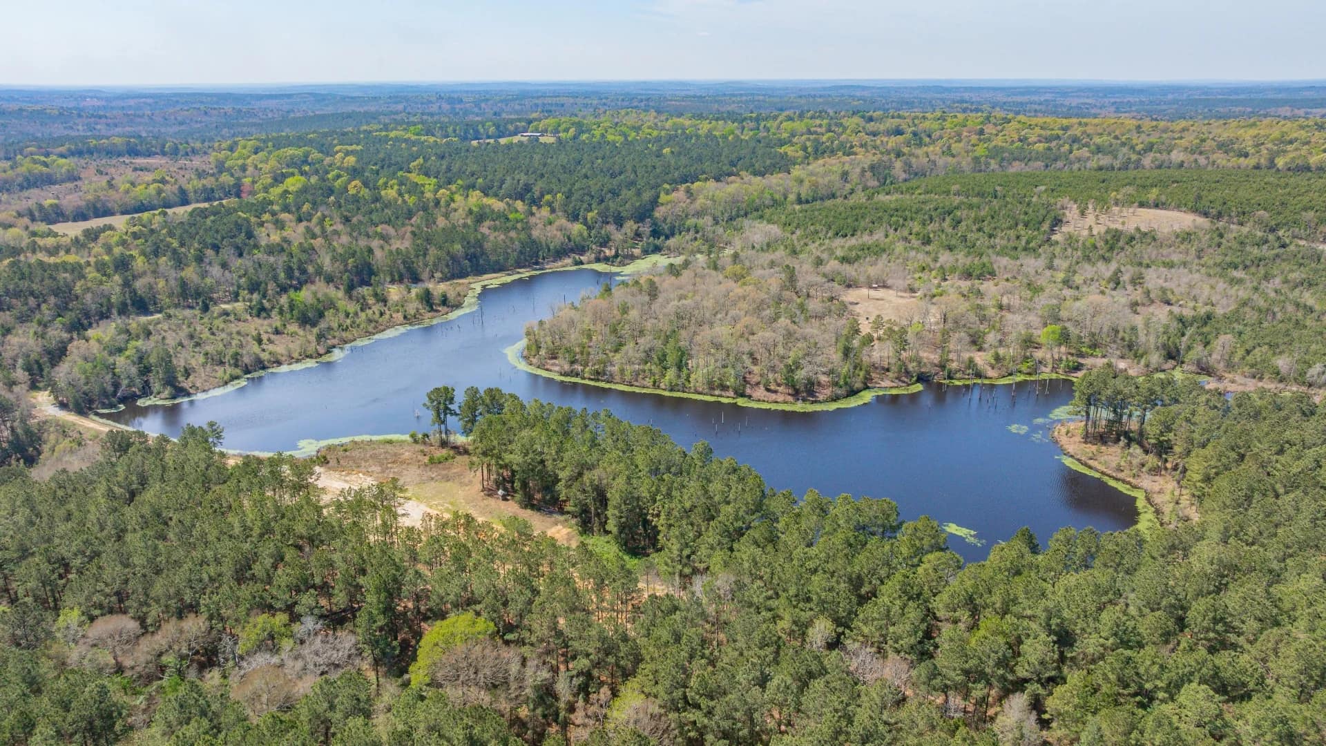 Cass County Texas land with pine timber