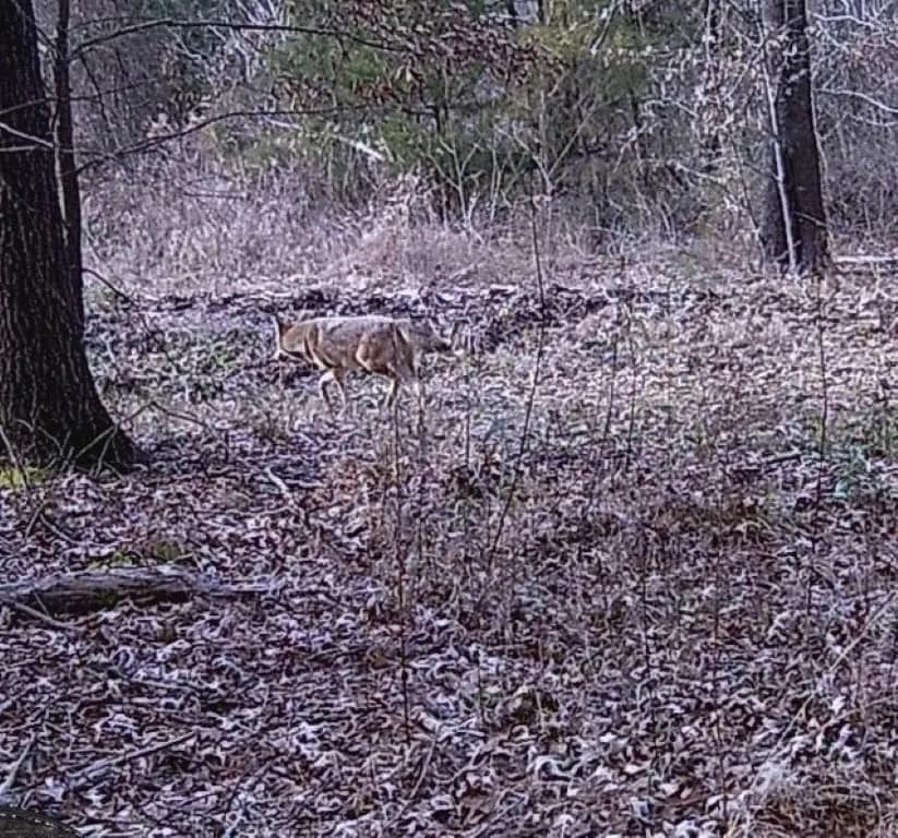13.74 acre hunting land in Bowie County, Texas