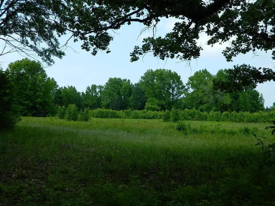 13 acre hunting land in Titus County, Texas