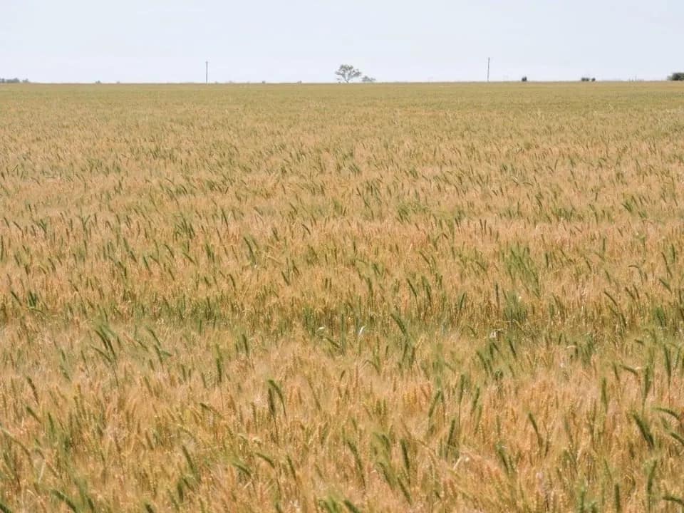 1,316 acre farm in Knox County, Texas
