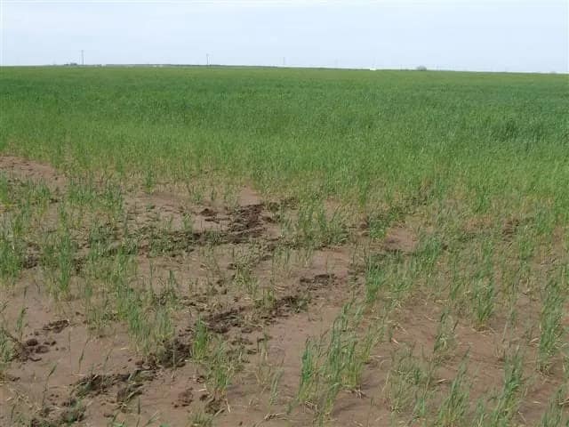 138 acre farm in Foard County, Texas