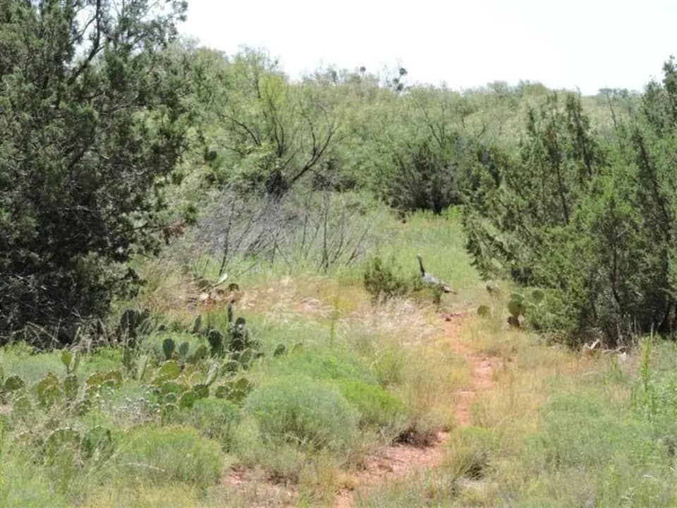 160.2 acre hunting land in Baylor County, Texas