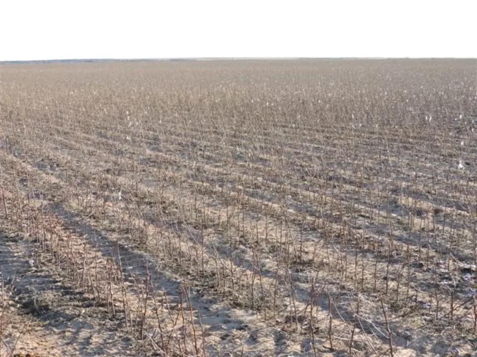 100 acre farm in Wilbarger County, Texas