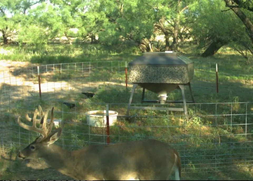 175 acre hunting land in Baylor County, Texas