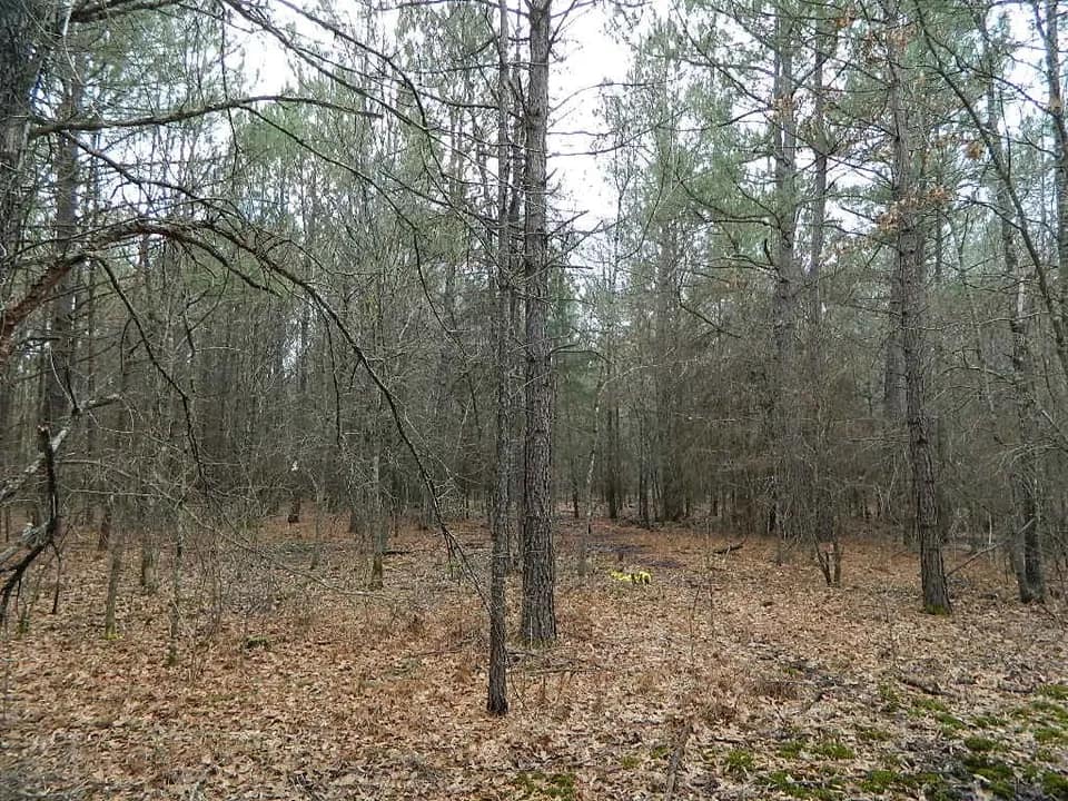 19 acre hunting land in Red River County, Texas