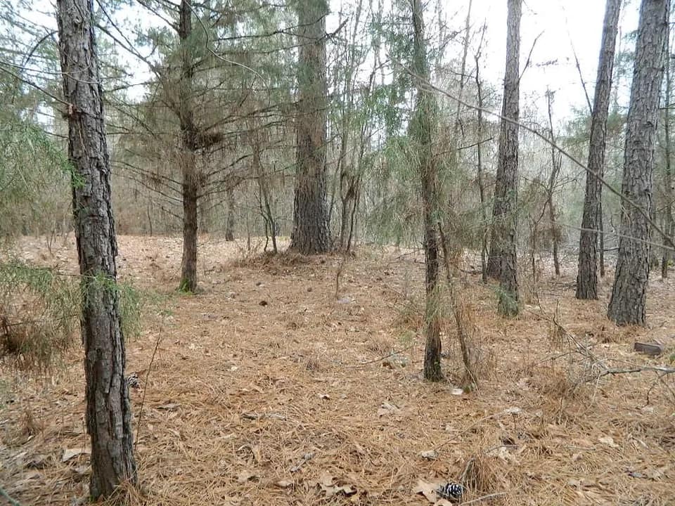 18.99 acre hunting land in Red River County, Texas