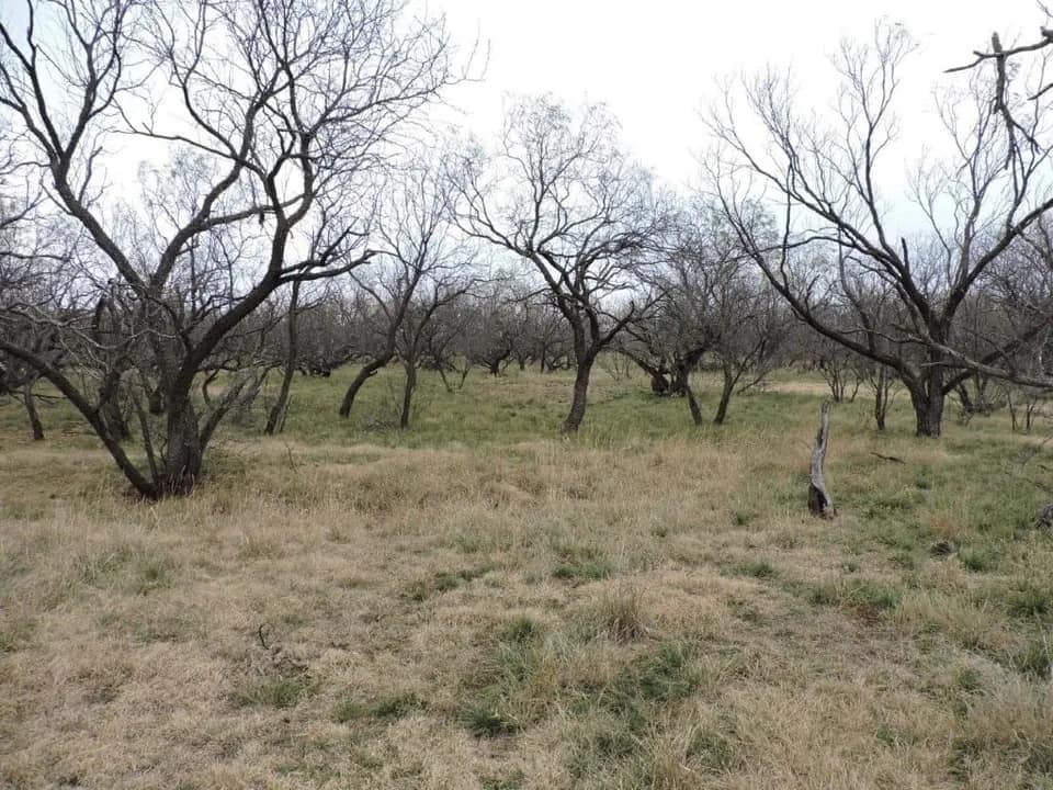 101 acre hunting land in Baylor County, Texas