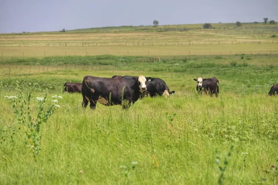 205 acre ranch in Clay County, Texas