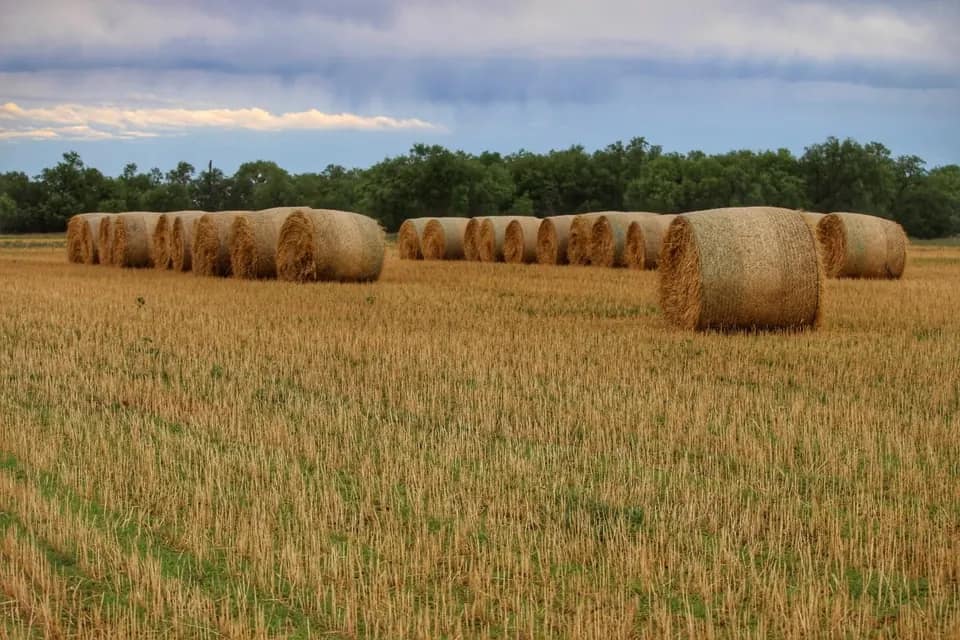 208 acre farm in Knox County, Texas
