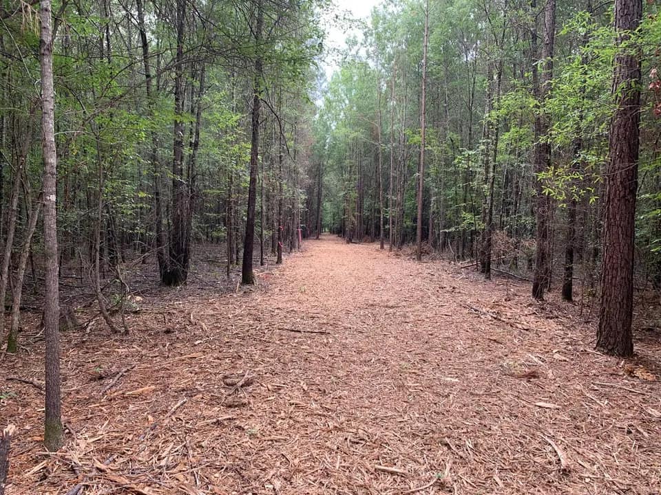21.37 acre timberland in Bowie County, Texas