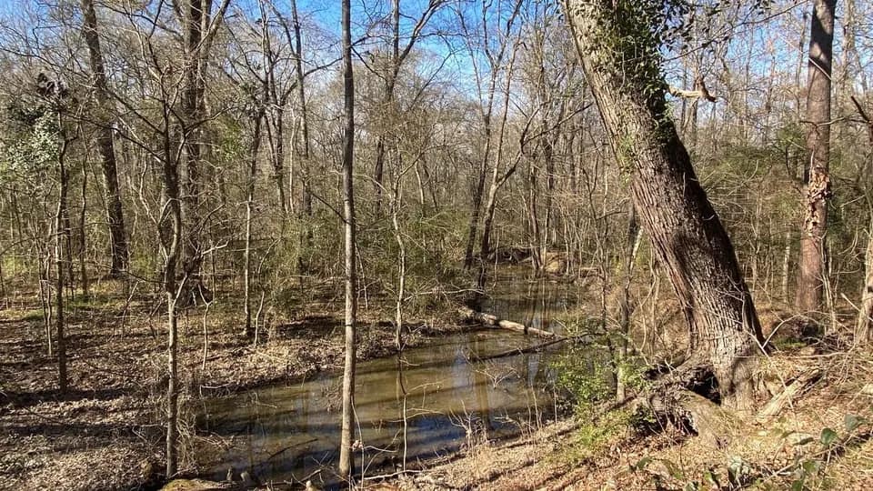 21.82 acre hunting land in Titus County, Texas
