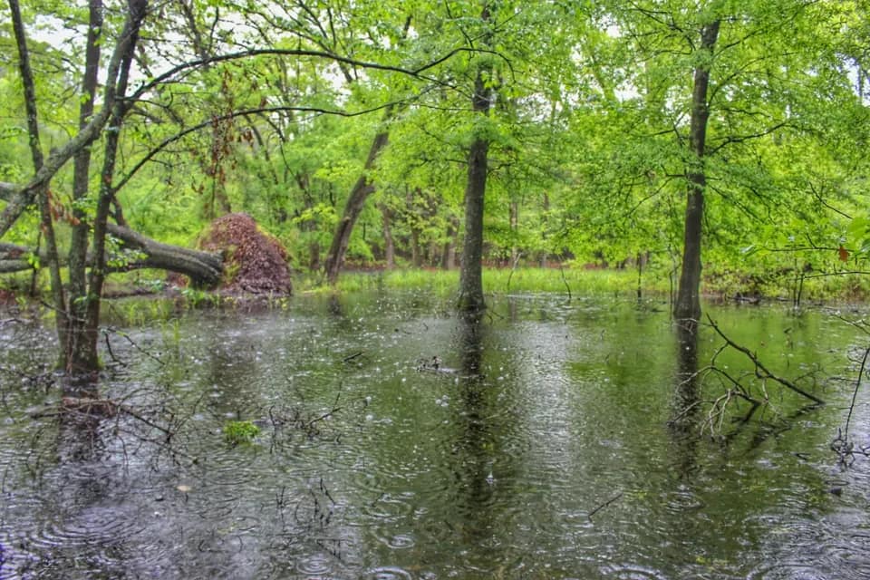 103 acre timberland in Camp County, Texas