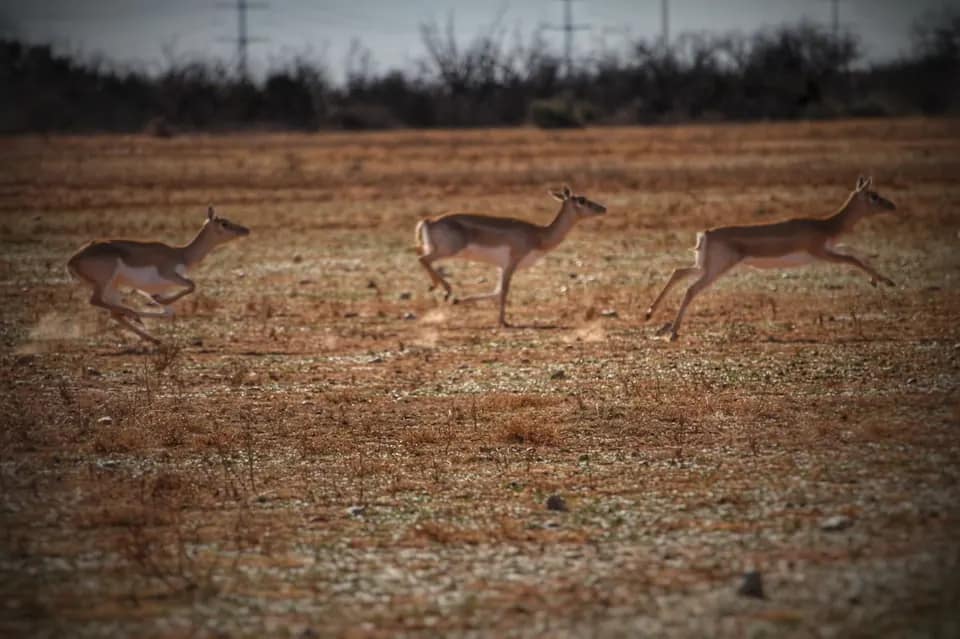223 acre farm in Foard County, Texas