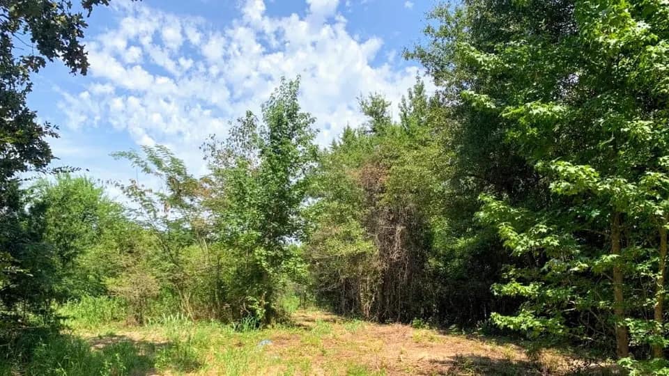 23.13 acre hunting land in Camp County, Texas