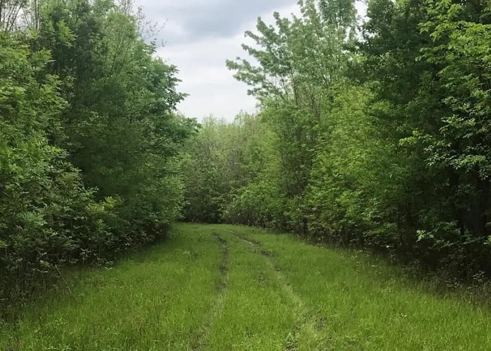 244.5 acre timberland in Red River County, Texas