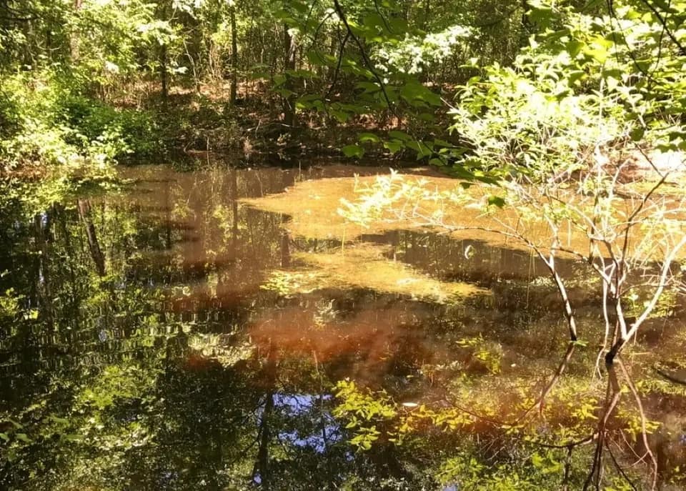 25 acre timberland in Red River County, Texas