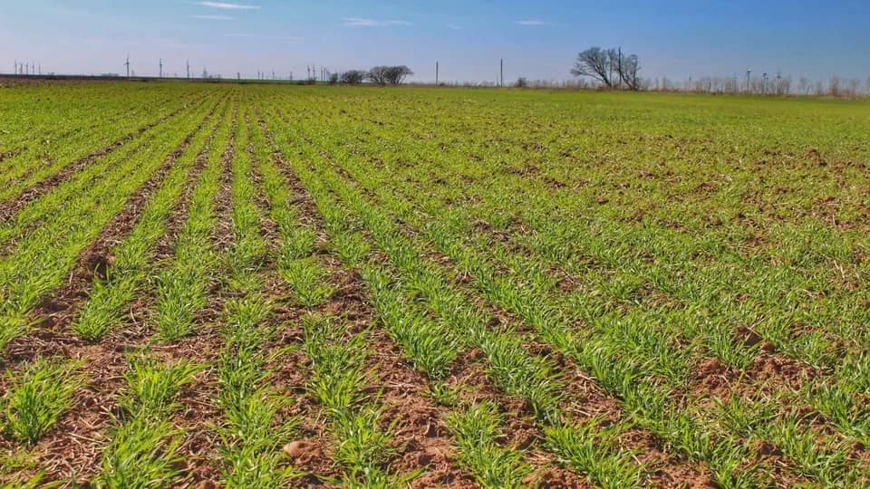271 acre farm in Throckmorton County, Texas