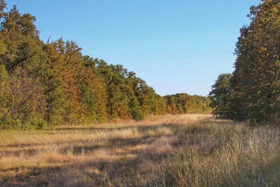 108 acre timberland in Jack County, Texas
