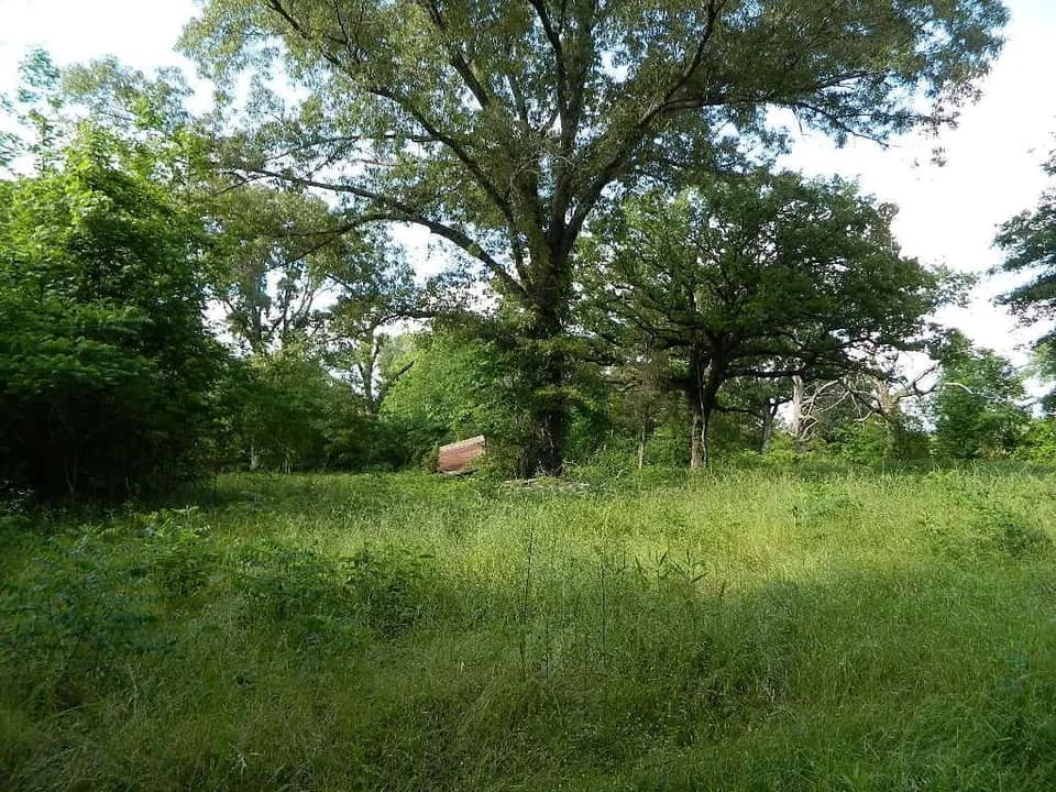 11.3 acre timberland in Bowie County, Texas