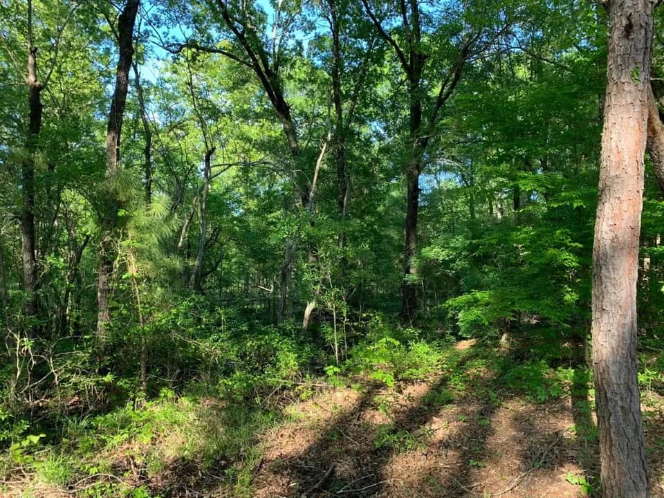 36 acre hunting land in Cass County, Texas