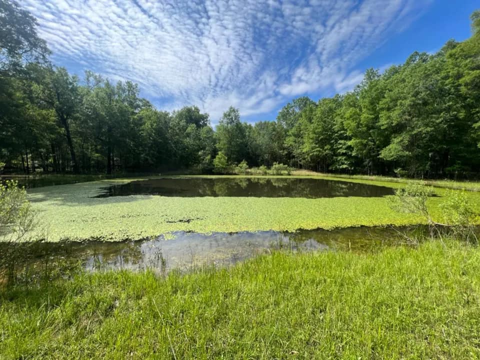 36.5 acre hunting land in Red River County, Texas