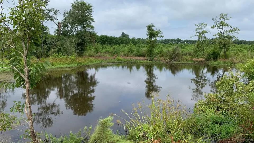 37.61 acre timberland in Bowie County, Texas