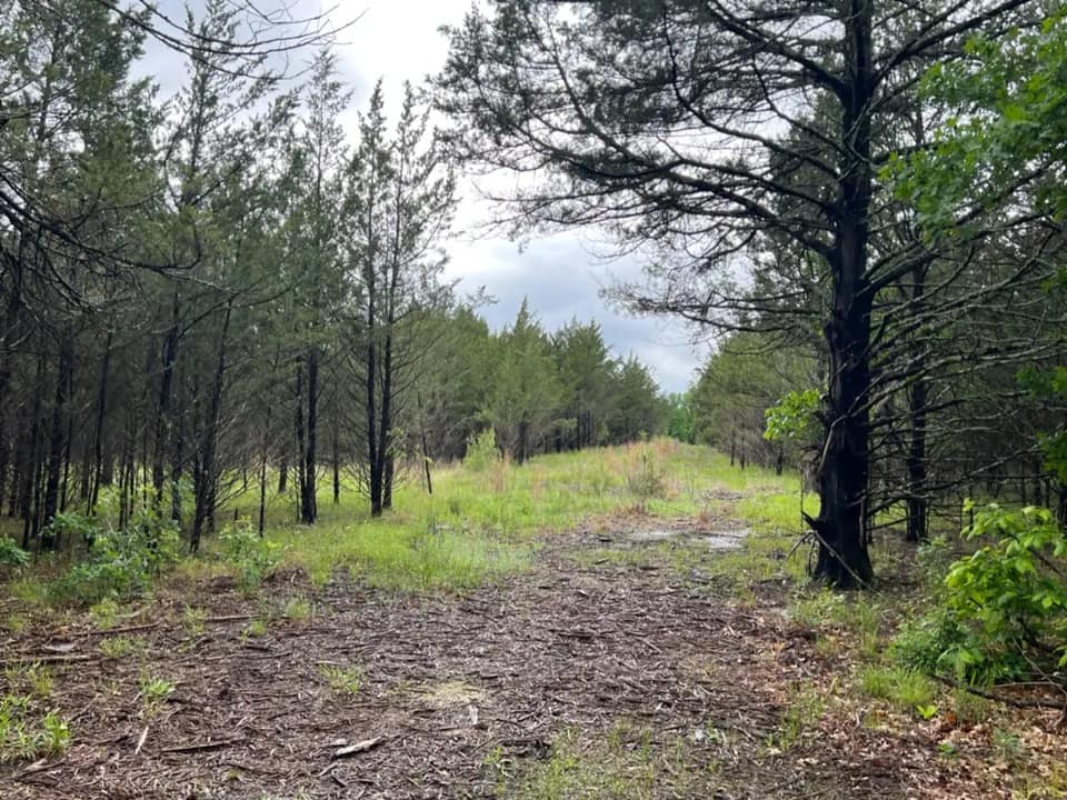 11.38 acre hunting land in Lamar County, Texas