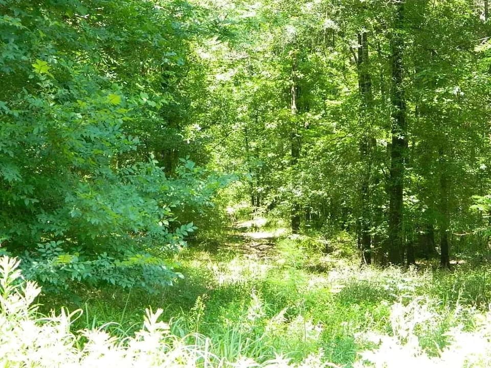 60 acre hunting land in Red River County, Texas