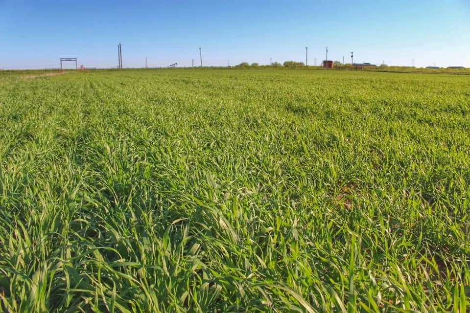 60.5 acre ranch in Wichita County, Texas