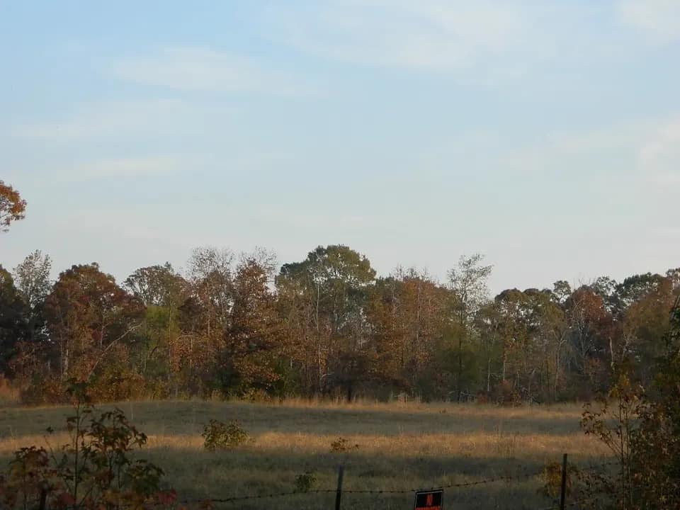 11.27 acre hunting land in Titus County, Texas