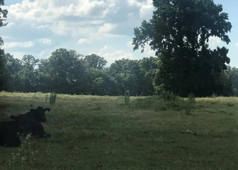 630 acre timberland in Red River County, Texas