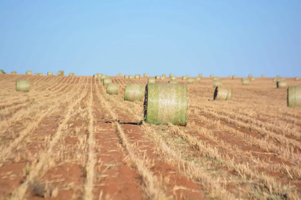 656 acre farm in Bailey County, Texas