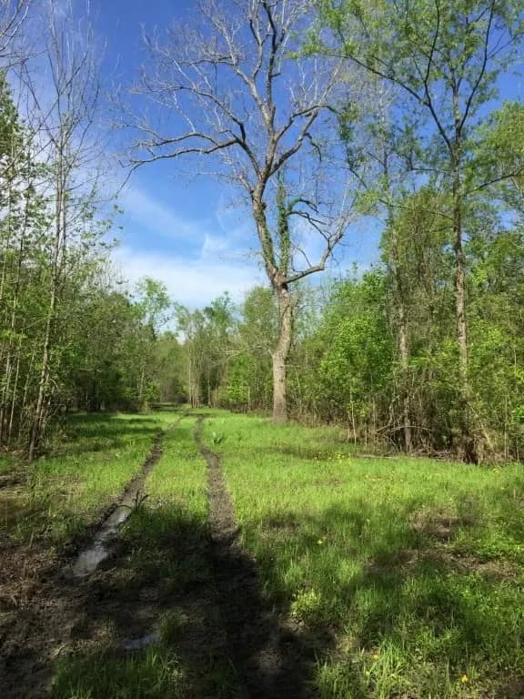 66.56 acre hunting land in Red River County, Texas