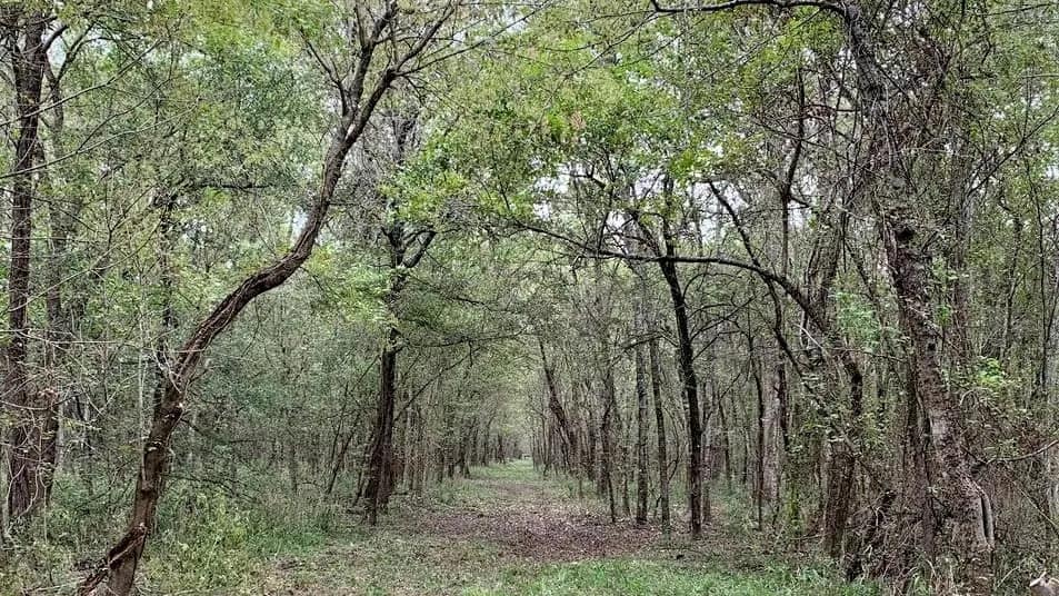66.56 acre timberland in Red River County, Texas