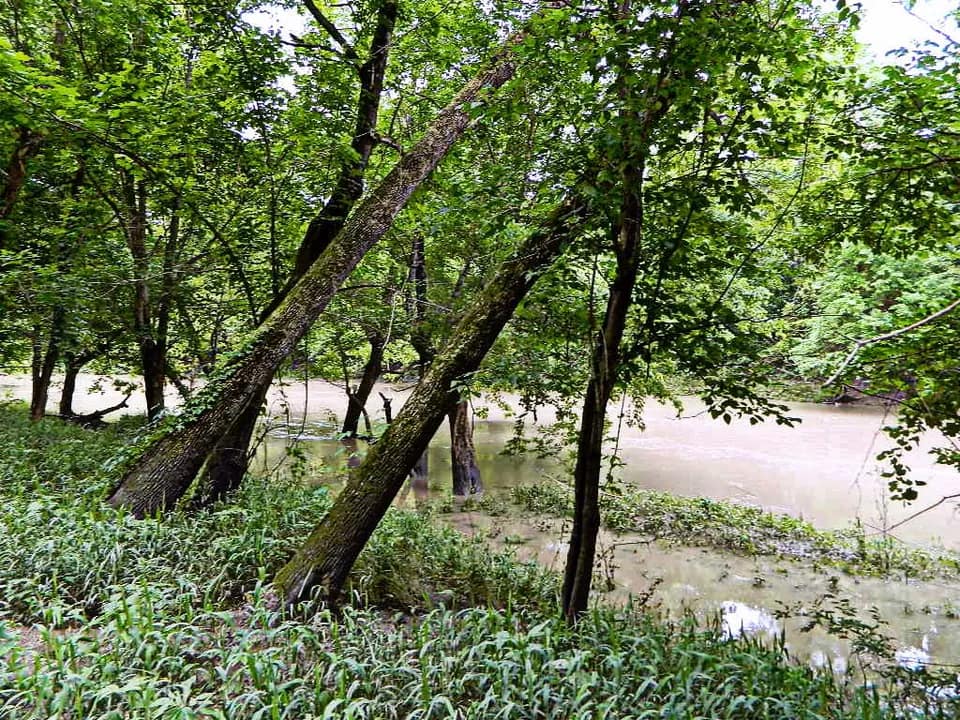 72.1 acre hunting land in Red River County, Texas