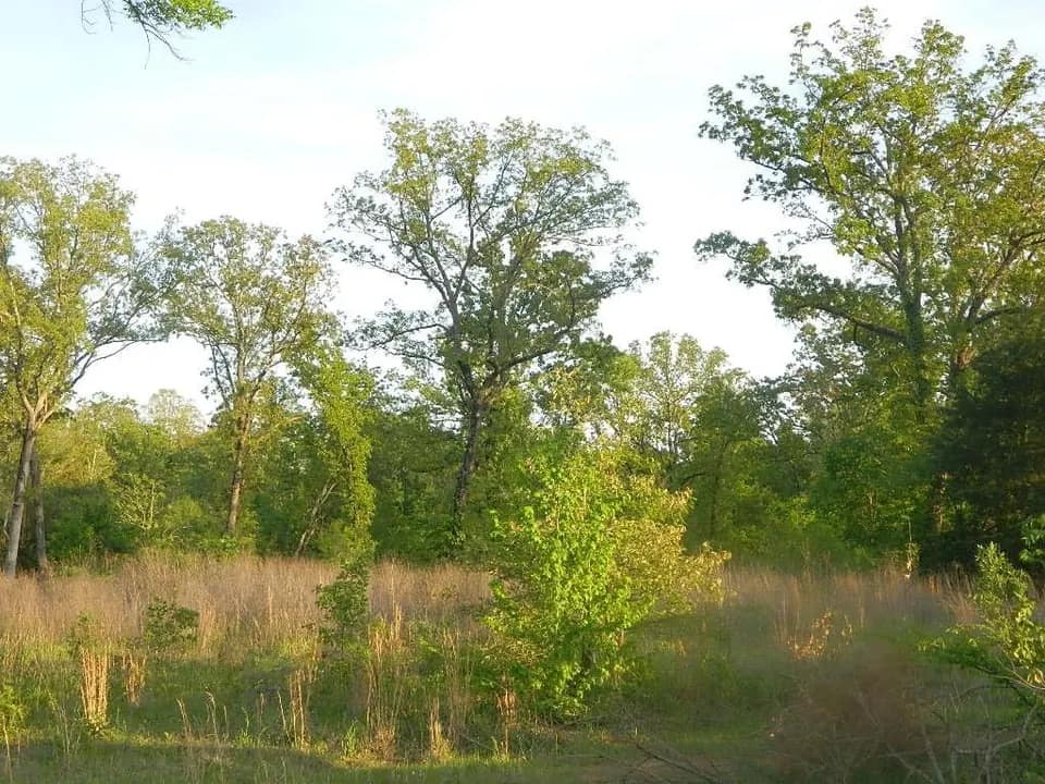 77.82 acre hunting land in Titus County, Texas