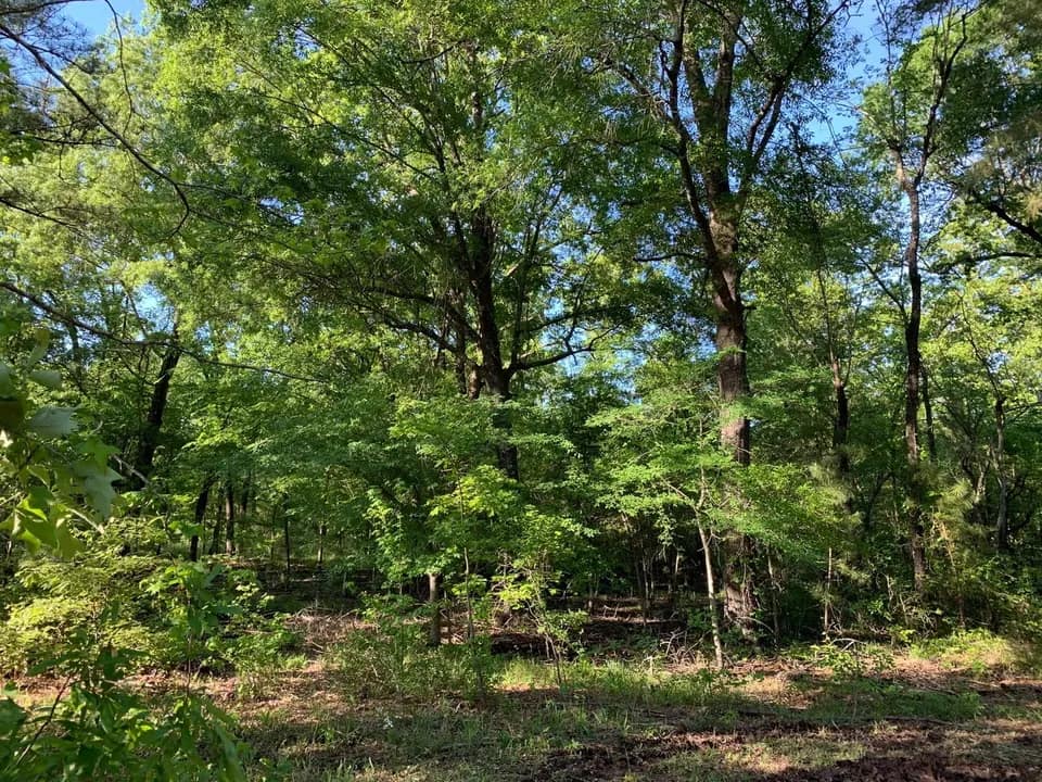 8 acre ranch in Cass County, Texas
