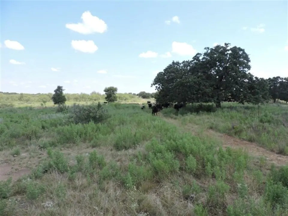 80 acre hunting land in Young County, Texas
