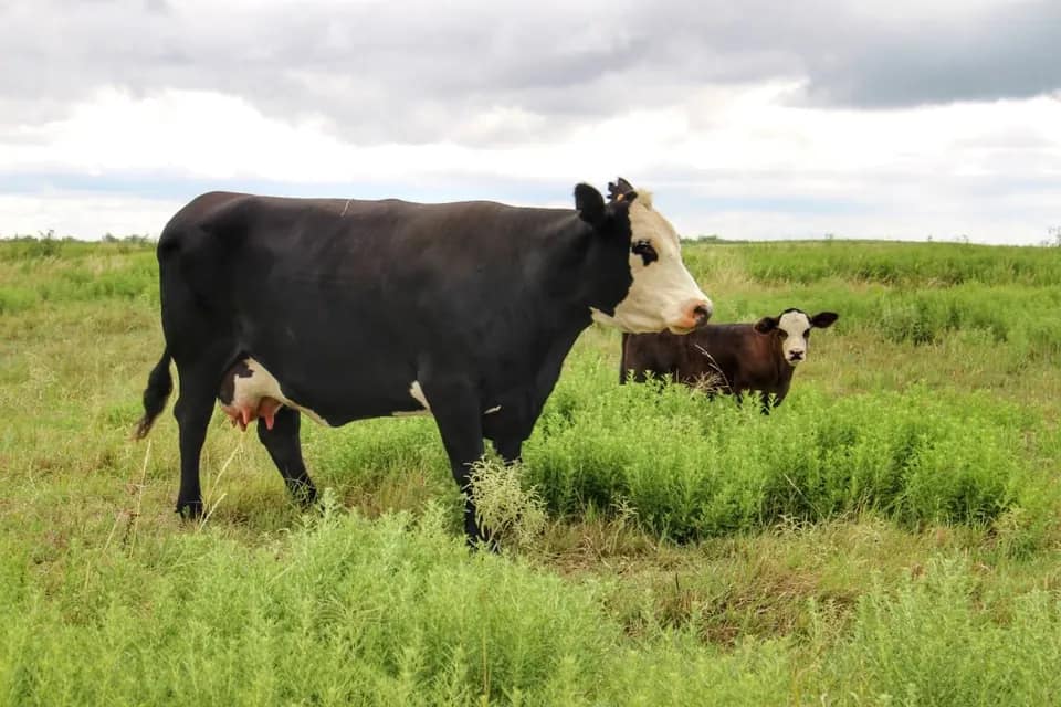 1,145 acre farm in Clay County, Texas