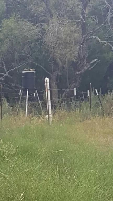 117 acre hunting land in Erath County, Texas