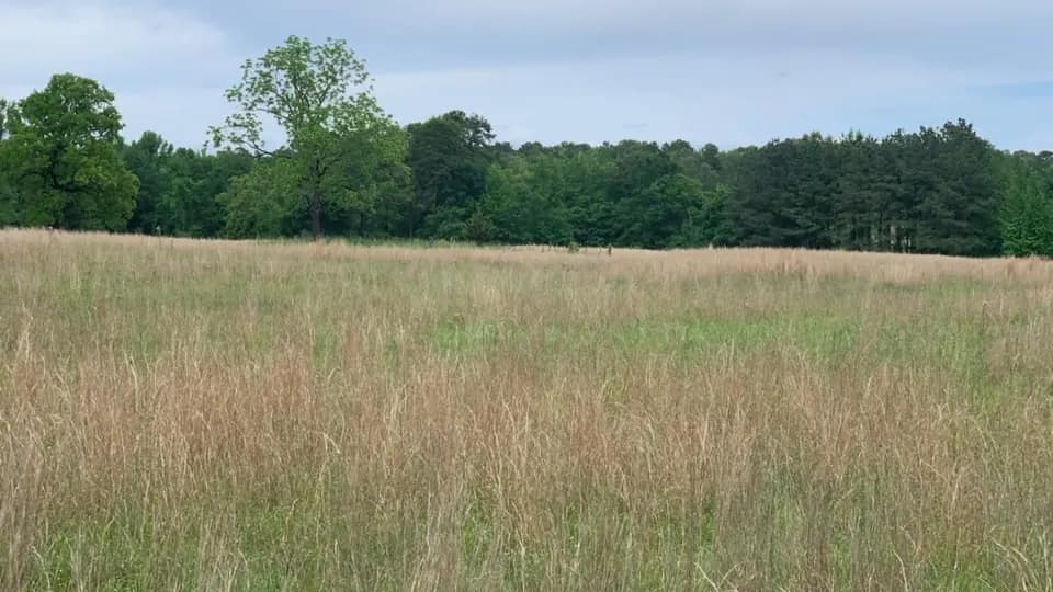 35.55 acre timberland in Red River County, Texas