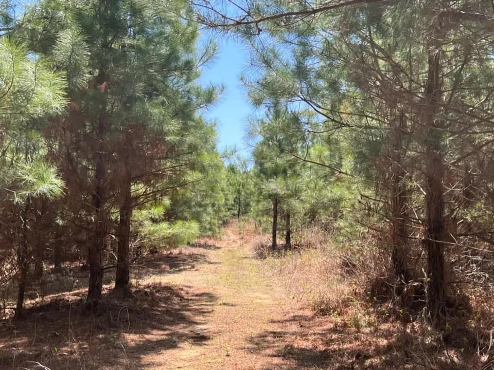 11.96 acre hunting land in Cass County, Texas