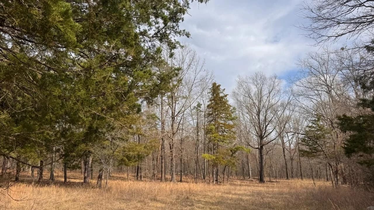 Red River County Texas land with pine and hardwood timber