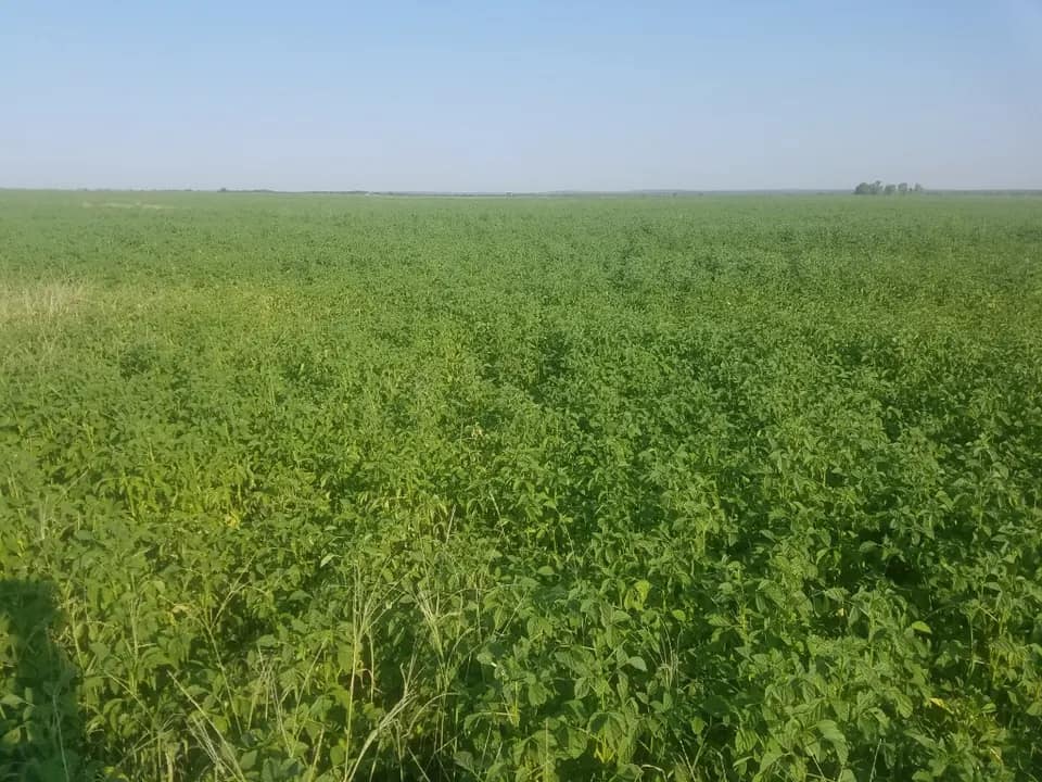 120 acre farm in Foard County, Texas