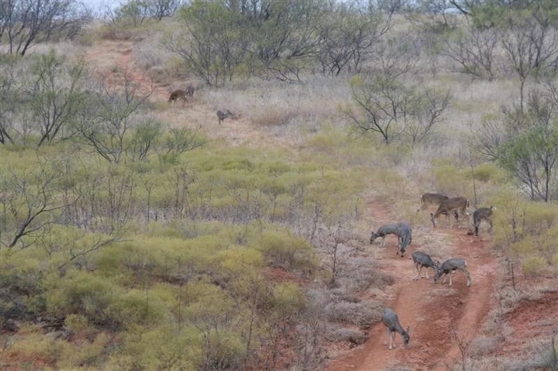 Top Hunting Seasons in Texas: When and Where to Hunt