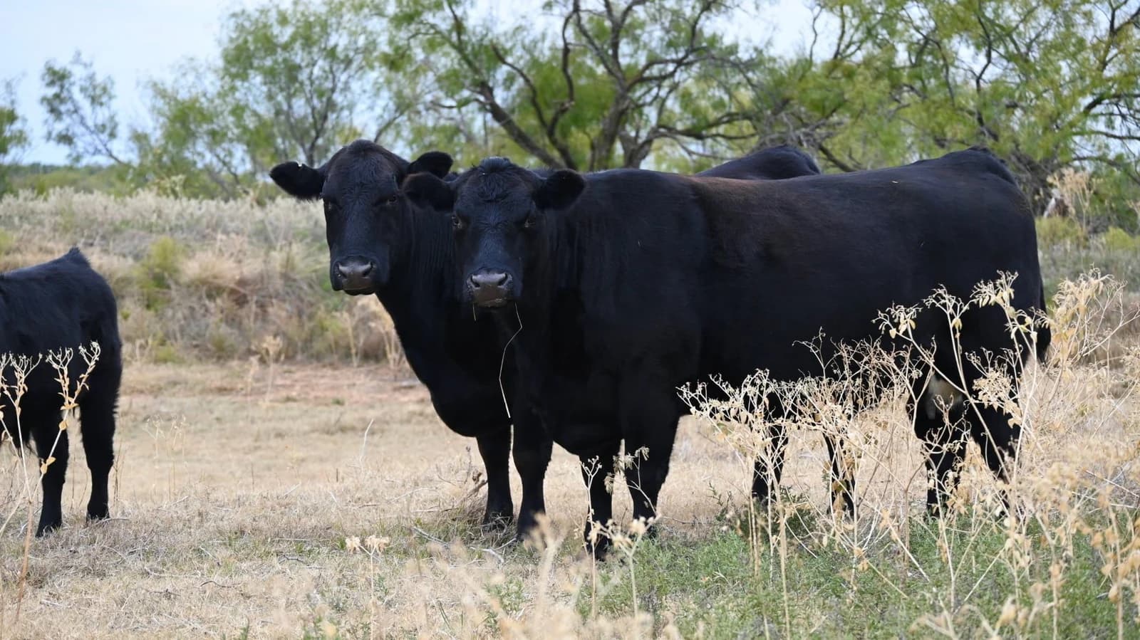 Why buy a ranch in Texas?