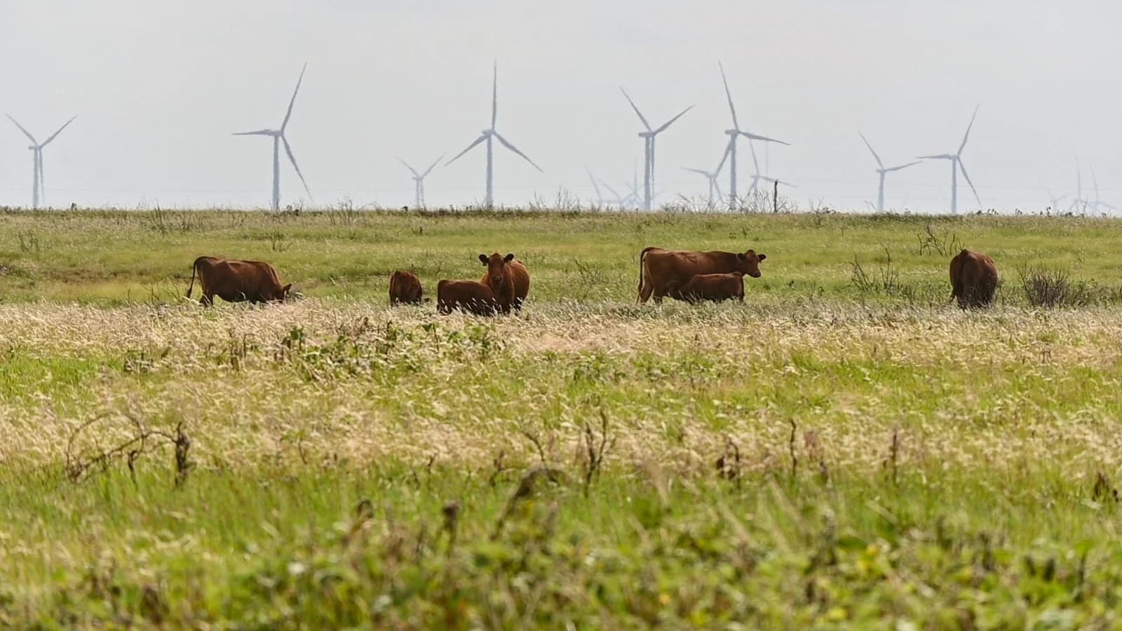 How Rural Land Loans Work in Texas