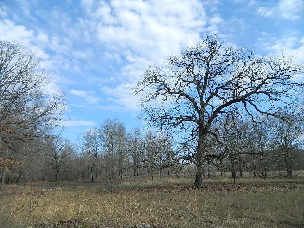 Overview of 36.78 acre farm in Red River County, Texas